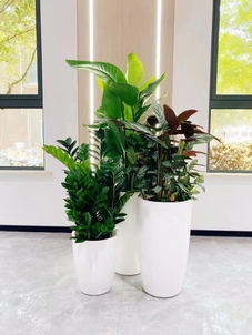 速看！杭州湾绿植租赁方案，焕新空间超惊艳！